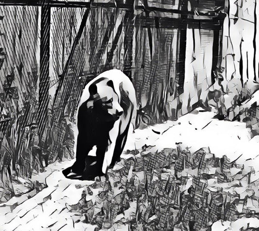 Black and white bear